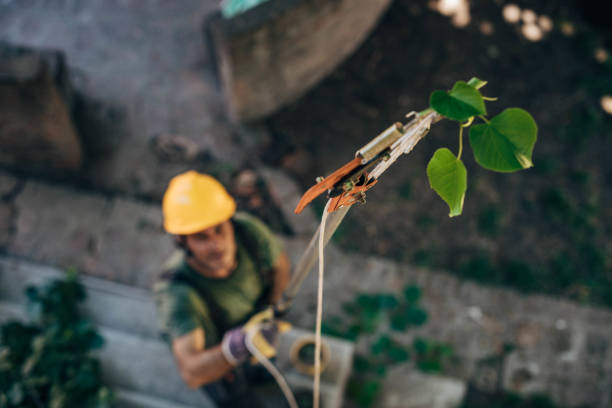 How Our Tree Care Process Works  in Zeigler, IL